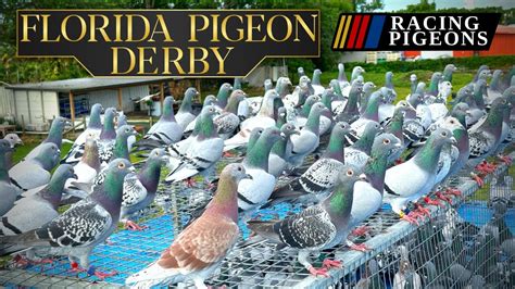 Florida Pigeon Derby One Loft Race Loft Fly Youtube