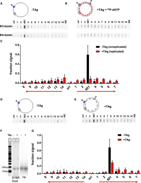 In Vitro Dna Synthesis