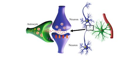 Tripartite synapse. Participation of the astrocyte in the regulation of ...