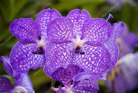 Blue vanda orchid flower — Stock Photo © aopsan #64559109