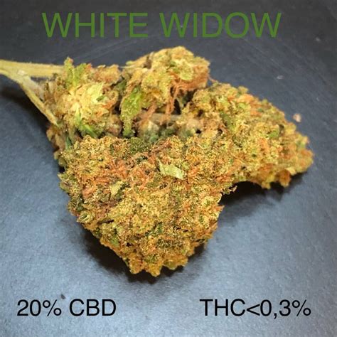 White Widow Hydro Boutique Cbd Oh Max