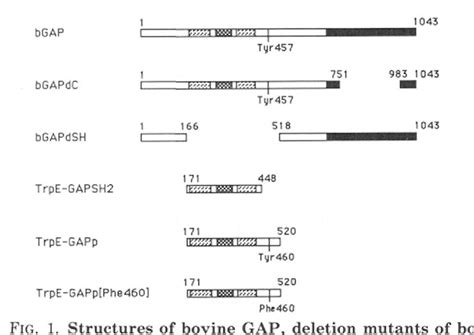 Figure From Activated Src Tyrosine Kinase Phosphorylates Tyr Of