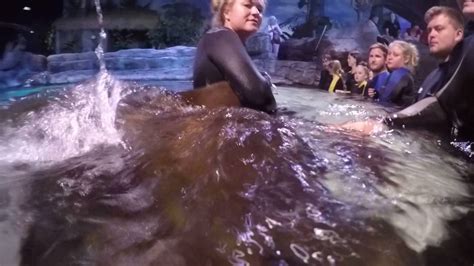 Swimming With Stingrays At The Ripleys Aquarium Of The Smokies In