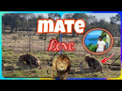 Wode Maya SHOCKED By Wild Lion Mating Encounter Unbelievable