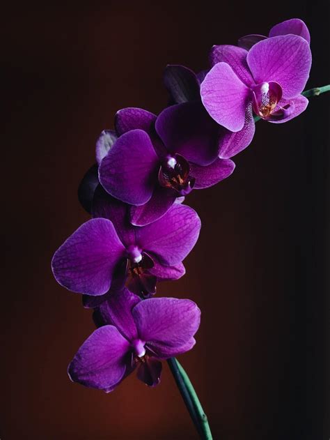 Orchid Flower Ultra Hd Wallpapers Wallpaper Cave