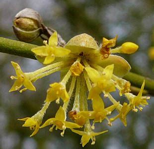 Seasonal Wild Flowers - Cornelian-cherry