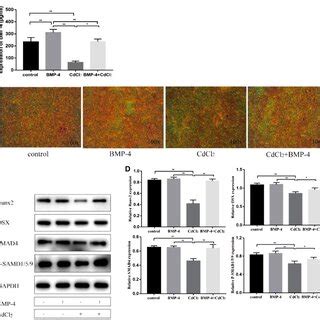 The osteogenic effect of BMP-4 on hBMSCs. The hBMSCs were treated with ...