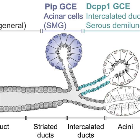 Schematic Diagram Of General Salivary Gland Structure Secretory Acinar