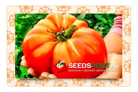 Дрожжевая подкормка для томатов | Seedspost.ru