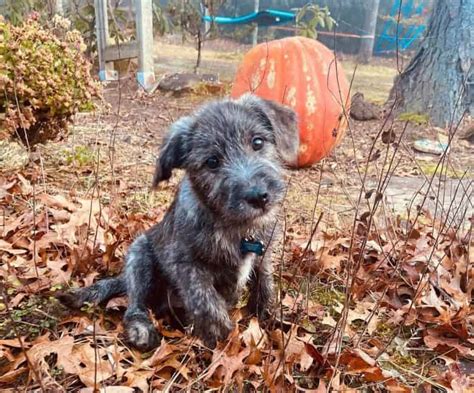 Lab Terrier Mixes Which Dog Is The Perfect Pet For You K9 Web