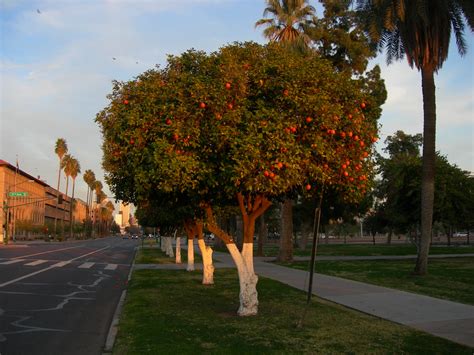 Phoenix Orange Trees Located On The Grounds Of The Arizona Flickr