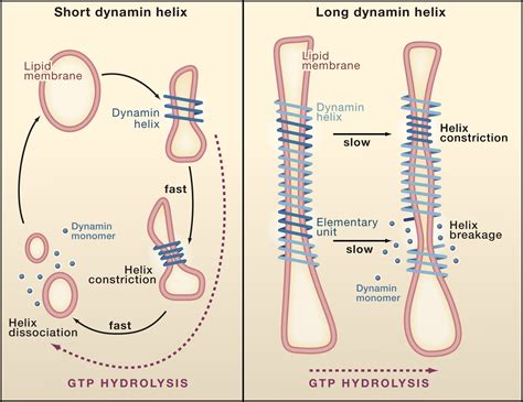 The Long And Short Of Membrane Fission Cell