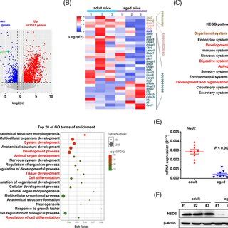 Gene Expression Profiling Identifies Nsd As Marker Of Senescent Bone