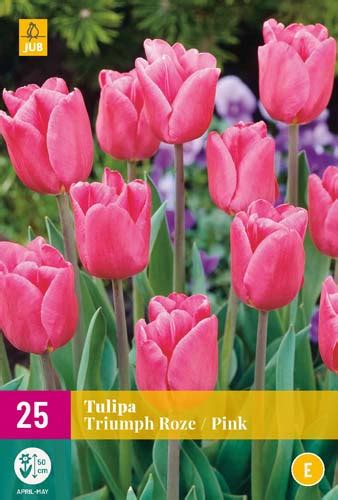 Tulpe Triumph Roze St Ck Tulpenzwiebeln Von Jub Holland