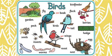 Bird Word Mat Esl Birds Vocabulary Resources Twinkl