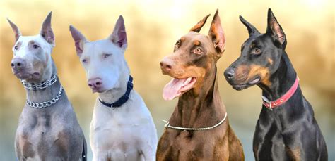 All The Colors And Types Of The Doberman Pinscher (with, 60% OFF