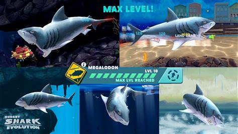 Megalodon Shark Max Level Reached Hungry Shark Evolution Gameplay