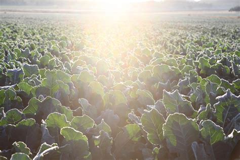 Broccoli crop - La Pandi