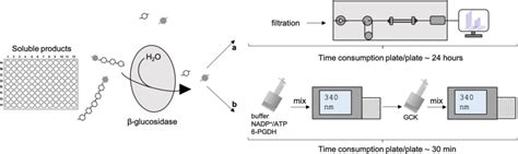 Schematic Representation Of The Uv Based Enzymatic Assay To Quantify