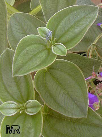 Pleroma Heteromallum Tibouchina Multiflora Tibouchina Grandifolia