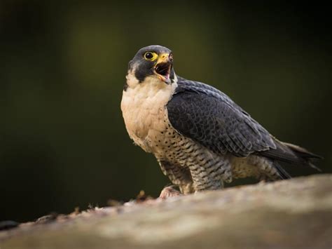 Peregrine Falcon Migration: A Complete Guide | Birdfact