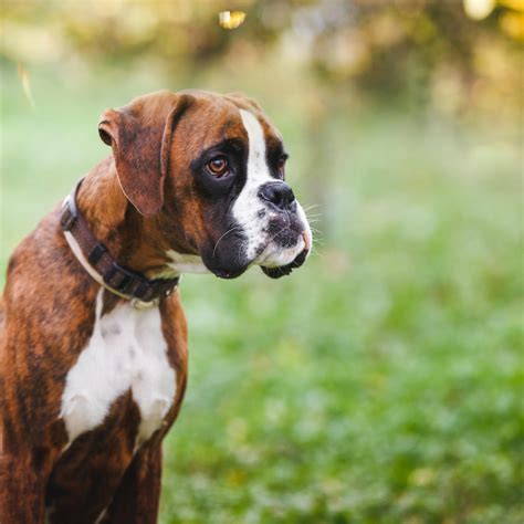 Top 10 Cutest Small Dog Breeds Puppies Club