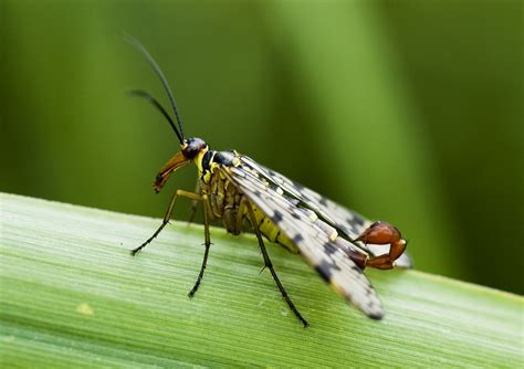 Scary Insects That Will Give You Nightmares