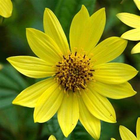 Helianthus laetiflorus : Lynwood Garden