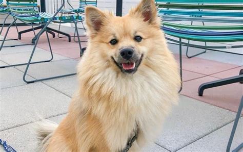 American Eskimo Pomeranian Mix