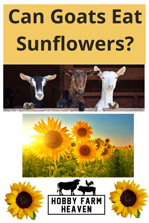 Can Goats Eat Sunflowers Hobby Farm Heaven