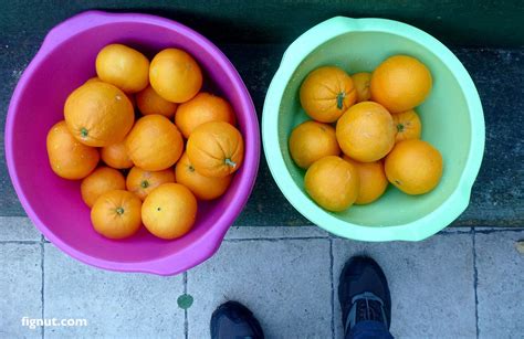 Harvesting Oranges How And When To Harvest Oranges Fignut