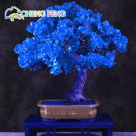 Real Blooming Plant Plants Sementes De Flores 30 Seeds X Bougainvillea