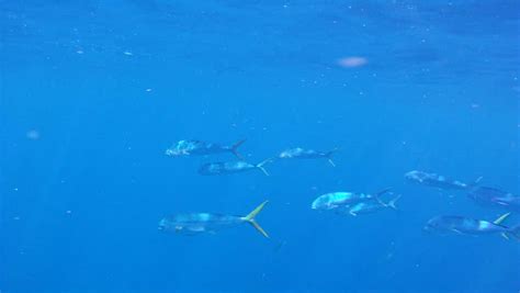 Mahi Mahi Underwater 1080 Hd Footage Of Saltwater Game Fish Mahi Mahi