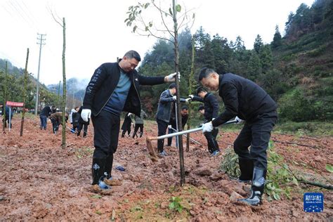 贵州：新春植树添新绿新闻中心中国网