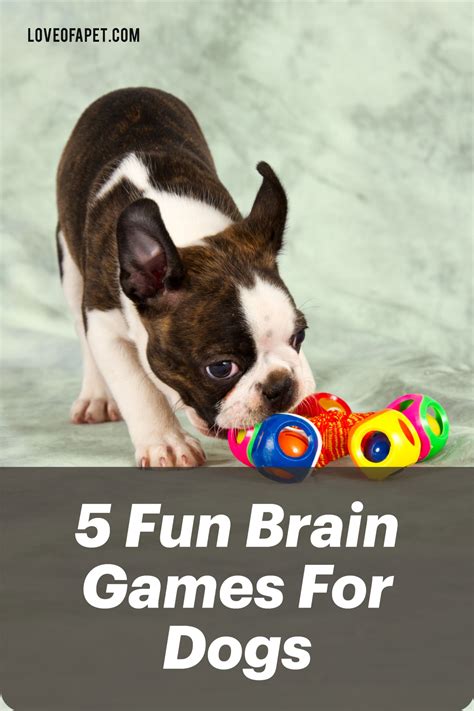 5 Fun Brain Games For Dogs Love Of A Pet Brain Games For Dogs Fun