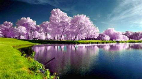 Spring Trees Wallpapers - Top Free Spring Trees Backgrounds - WallpaperAccess | Hd nature ...