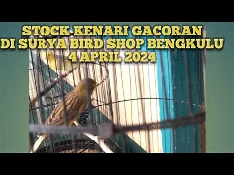 STOCK KENARI GACORAN DI SURYA BIRD SHOP BENGKULU 4 APRIL 2024 YouTube