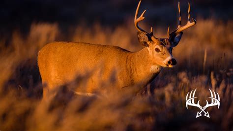 Deer Vision 101: How Deer See Color, Light, and Movement