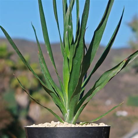 Shop 'Dragon Tree - Dracaena draco' Care and Growing Guide| Planet Desert