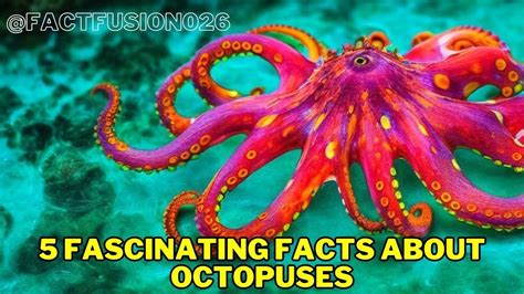 5 Fascinating Facts About Octopuses Youtube