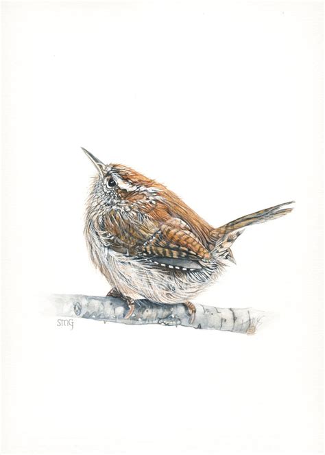 Carolina Wren Print X Of Watercolor Painting By Bird Etsy