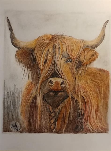 Highland Cow 🐄 : r/Pencildrawing