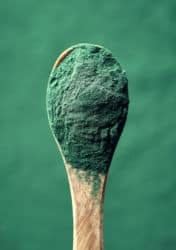 Chlorella Vs Spirulina Which Greens Powder Is Better For You