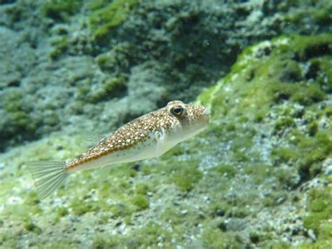 Iucn Condivisione Di Esperienze Sulla Gestione Delle Specie Marine