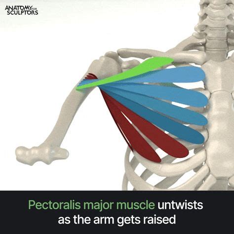 Pin By Y U On Human Anatomy Drawing Anatomy Reference Anatomy