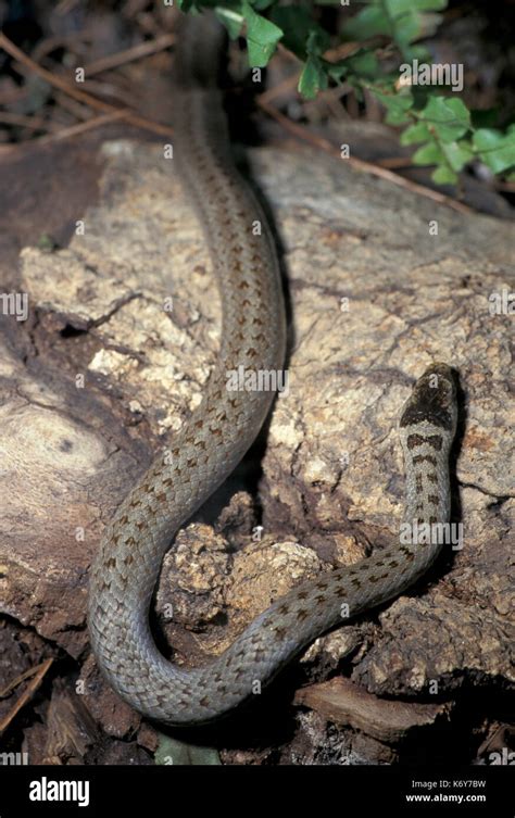 Smooth Snake Coronella Austriaca Uk Non Venomous Colubrid Species