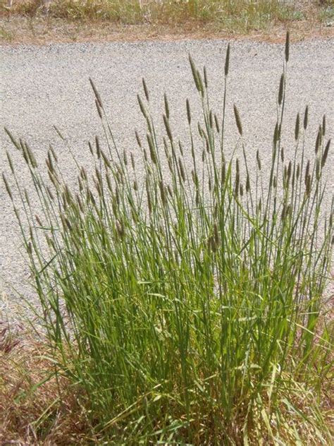 Phalaris aquatica - Alchetron, The Free Social Encyclopedia