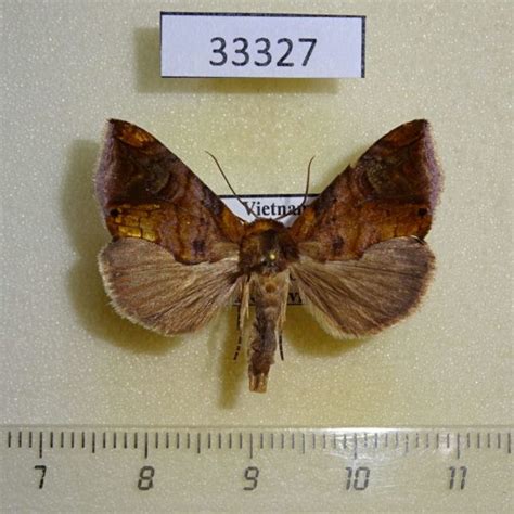 Noctuidae Thaidenakaoga tridens Vietnam - Fareastinsects