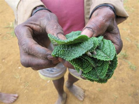 Daun Gatal Obat Ajaib Di Pedalaman Papua