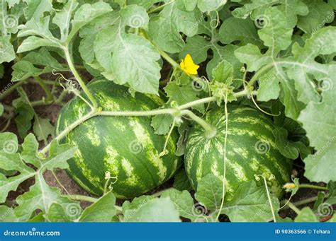 Watermelon Plant Royalty-Free Stock Image | CartoonDealer.com #75333790